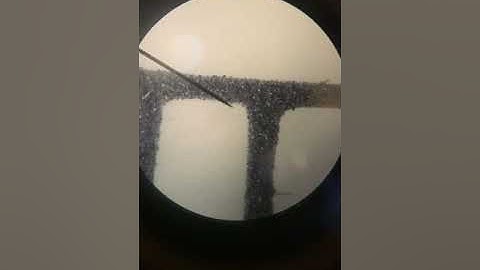 Functions of a Microscope Demo: Part II  Field of View