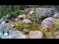 Peaceful Mountain Сreek Stream Sounds for Relaxation, Studying and Stress Relief