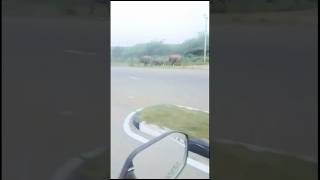 Highway Stampede Wild Elephants Vs Sri Lankas Traffic