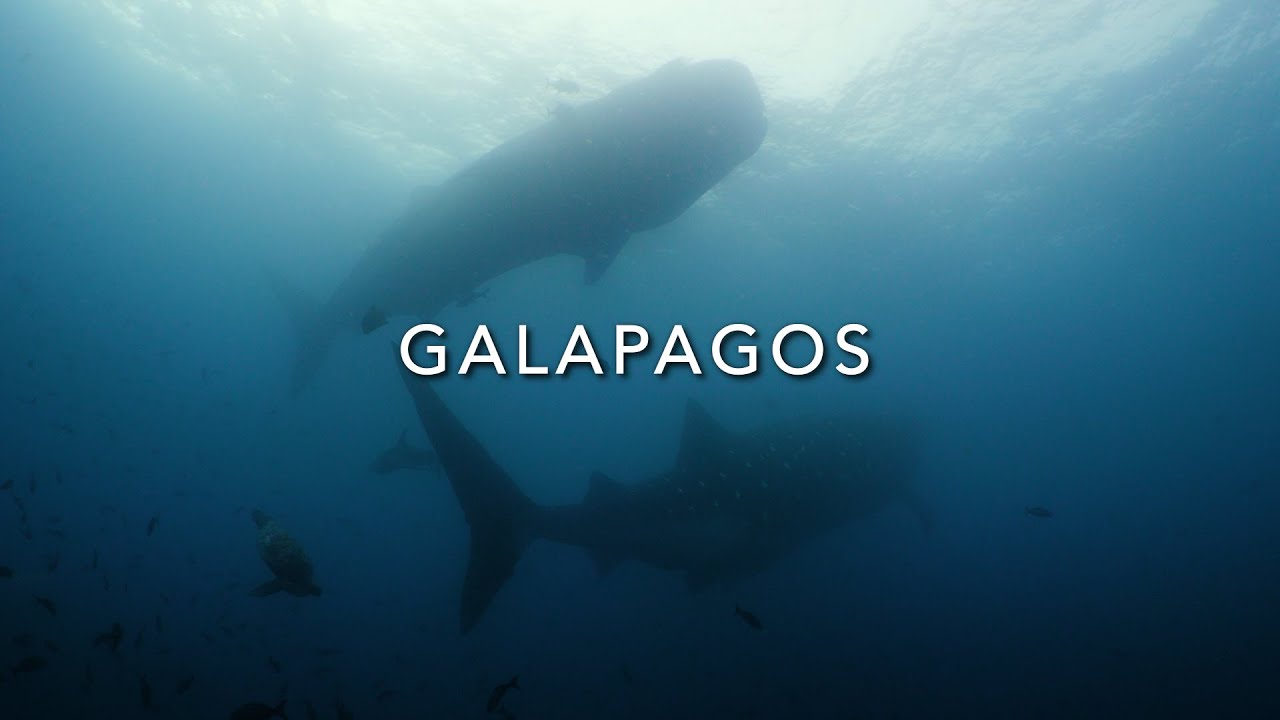 Trailer Diving Galapagos YouTube