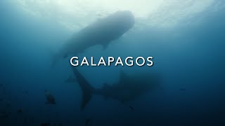Trailer - Diving Galapagos