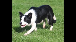 Lot 45: Cefneithin Gwen  17.11.2021 Farmers Marts Dolgellau Online Sheepdog Auction