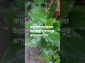কালেমা-লা ইলাহা ইল্লাল্লাহু মুহাম্মাদুর রাসুলুল্লাহ সাঃ #shorts