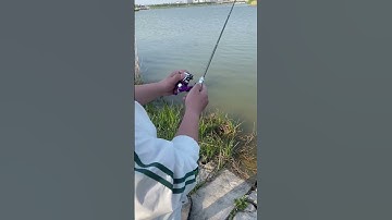 Cần câu máy, cần câu bút 1m4, 1m8, 2m1 mini giá rẻ 😍 | Fishcamp Việt Nam #3 #shorts #shortsfeed2023