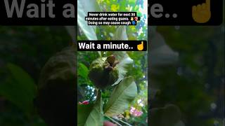 Guava Fruit Facts Amrood Khane Ke Turant Baad Pani Peene Se Kya Hota Hai?