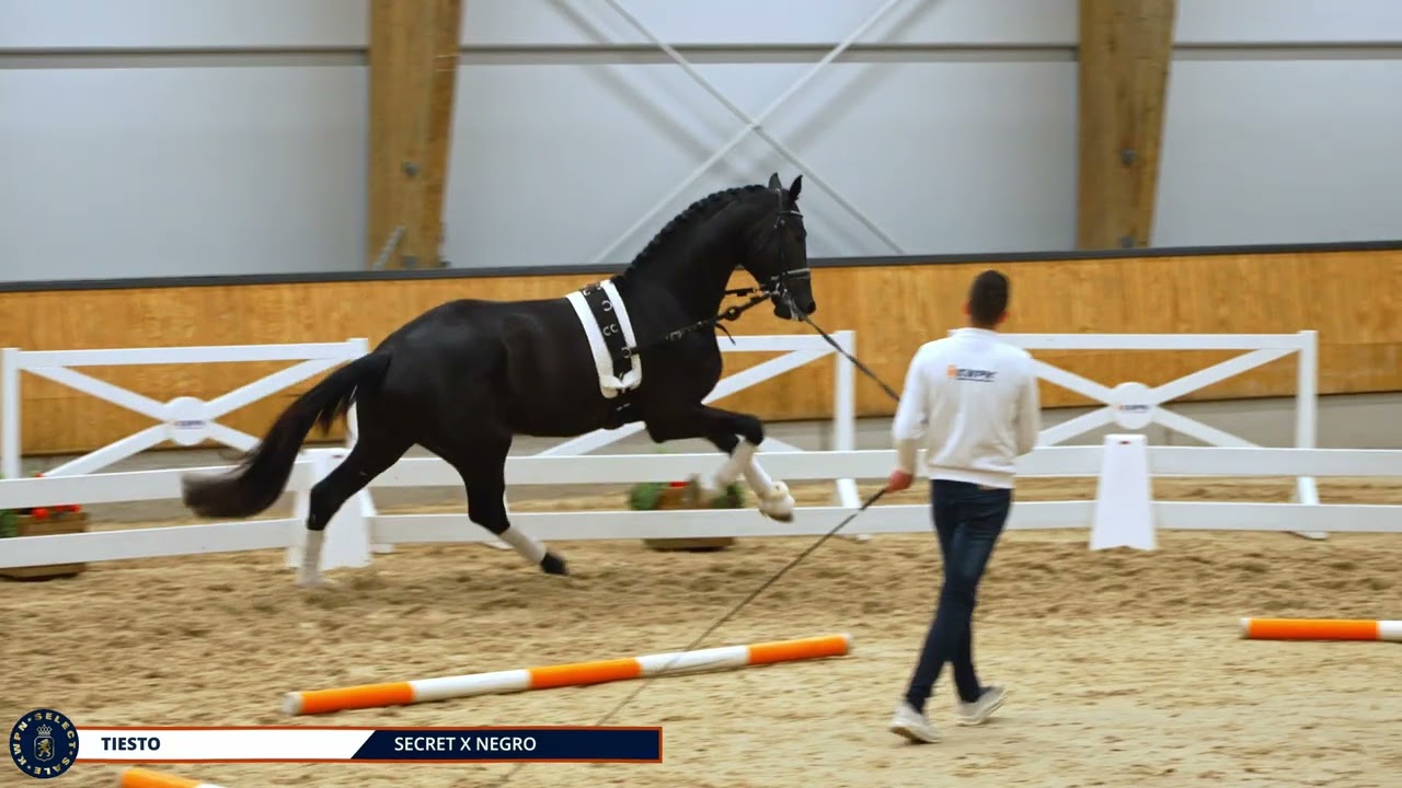 Tiesto - Secret x Negro
