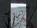 Had some golden eye light in the decoys this morning