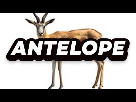 ANTELOPE - ANTELOPE