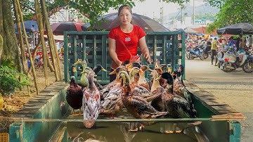 Harvesting Many Ducks And Use Truck To Transport Ducks Go To Countryside Market Sell |Đào Daily Farm