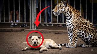Cachorro Cai na Jaula da Onça… O Que Ela Fez Ninguém Estava Preparado Para Ver!!