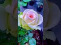 Beautiful Rose Garden #ytshorts #viral #gardening