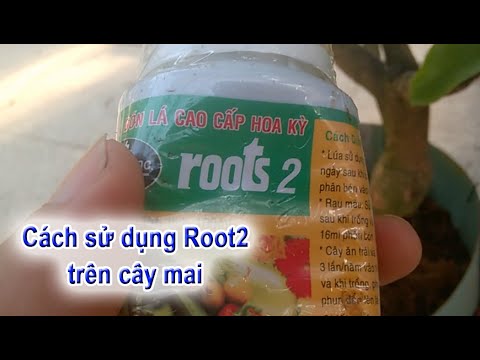 Video Cách sử dụng Root2 bồi bổ cho cây mai - youtube