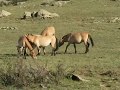 Cheval de Przewalski