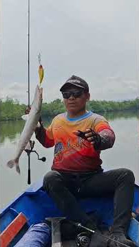 Straik Nak Baracuda waktu mancing dimuara #mancing #fishing #sangkulirang