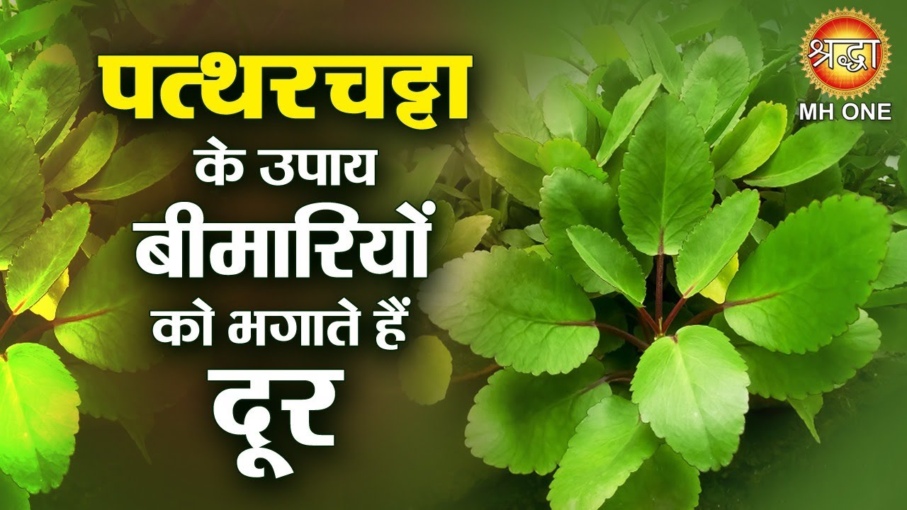 पत्थरचट्टा के उपाय बीमारियों को भगाते हैं दूर | Pattharchatta ke fayde | Ayurvedic Treatment