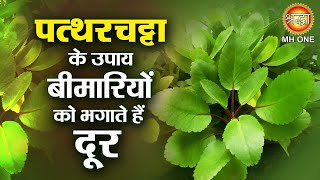पतथरचटट क उपय बमरय क भगत ह दर Pattharchatta Ke Fayde Ayurvedic Treatment