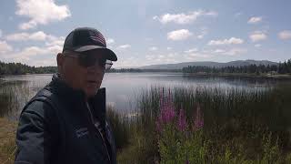 Identification and control of Purple Loosestrife by Lake Lawrence 27 views 10 months ago 2 minutes, 24 seconds