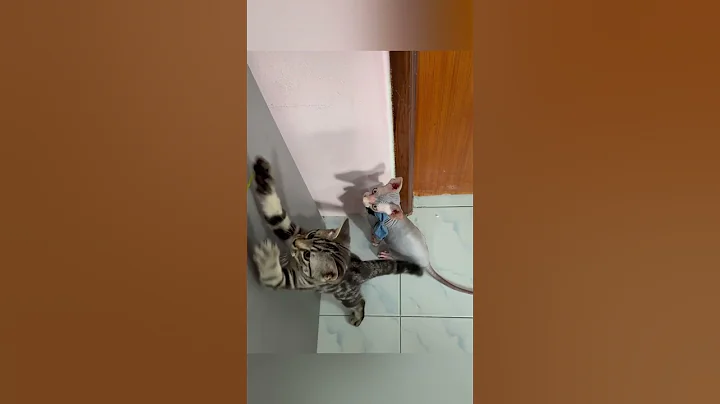 Video 7523361: adorable hairless cat, hairless cat playing, cat playing fun, cat playing toys