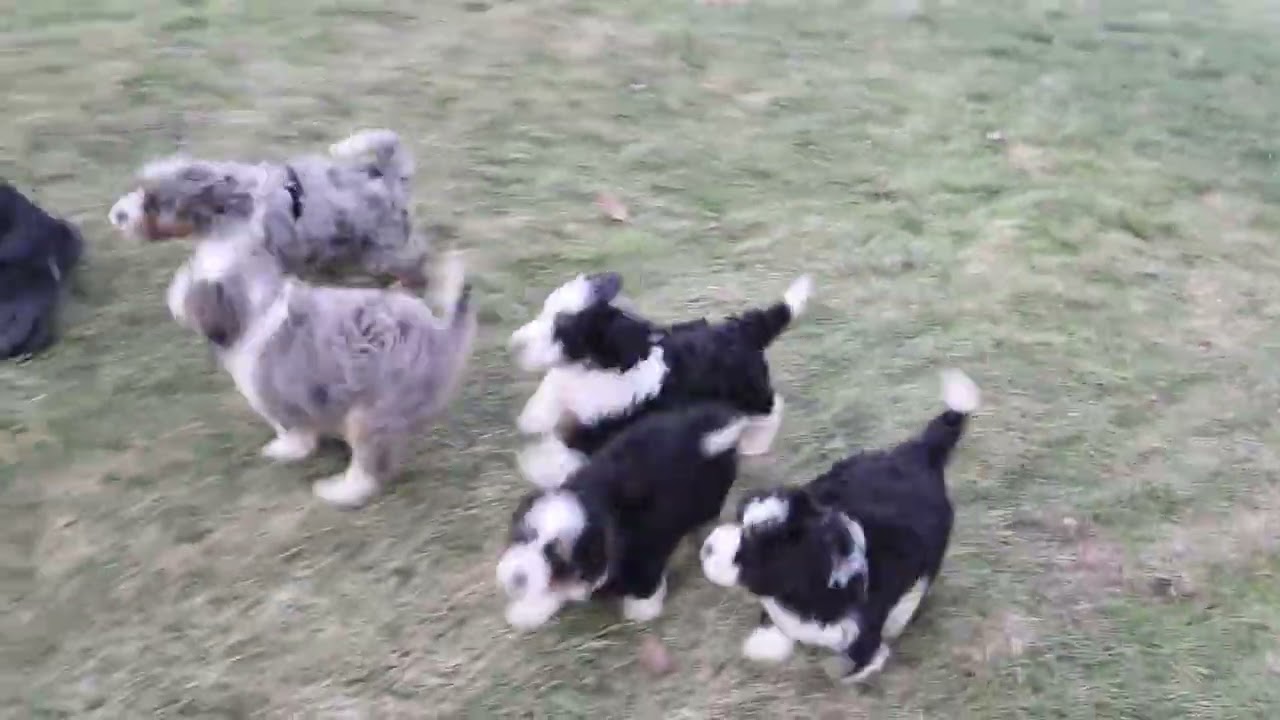 Delbert Miller's Mini Bernedoodle Puppies