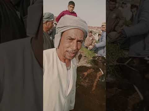 اسعار النتايات البقري التربيه في سوق ابو المطامير بحيره يوم 29 3 2024