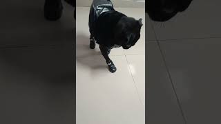 new shoes walk !         #google #pug #puglife #blackpug #walking #dogshoes #walkingaround #black