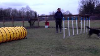 Agility Dog Training - Skye Practising The Weaves