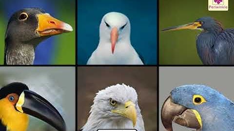 The Fascinating World Of Birds | Environmental Studies Grade 3 | Periwinkle