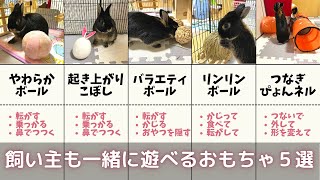 【うさぎの部屋んぽ】飼い主も一緒に遊べるおもちゃ５選【うさぎのお世話】