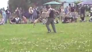 Staffbull Show Rychety 2009 - Obrana 1