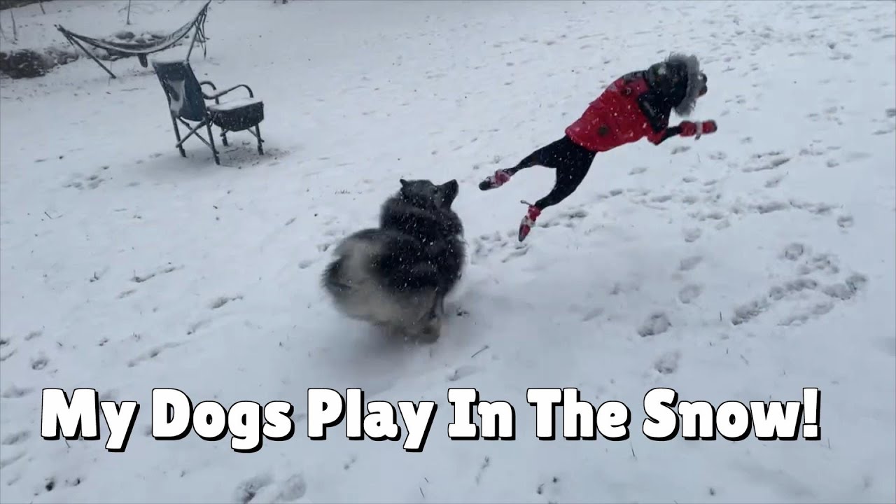 Pets Playing In Snow Doge Snow Gif Happy Dogs Celebrate First Snow Of The Season