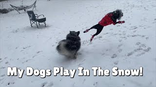 Dogs Playing In The Snow Compilation! They’re NUTS!