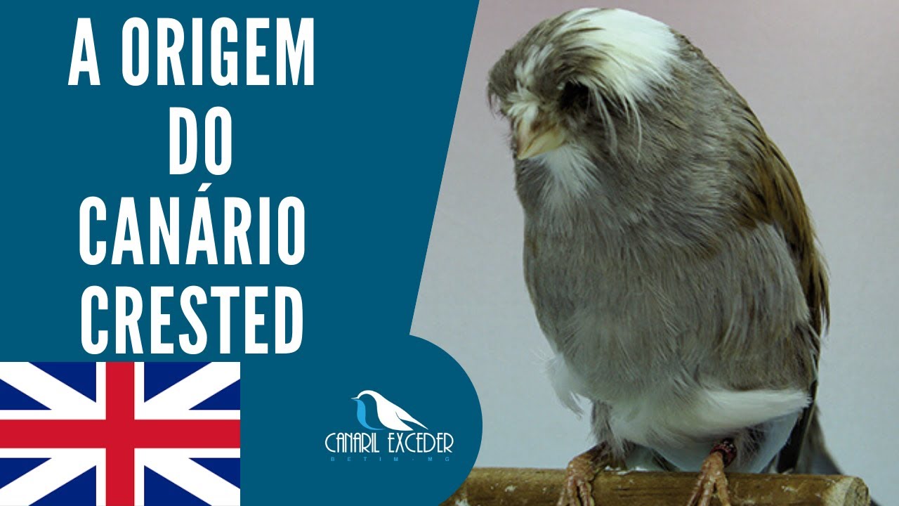 Canário Crested .