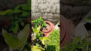Haye Yeh Sukoon: Finding Inner Peace in My Small Garden 🌿✨