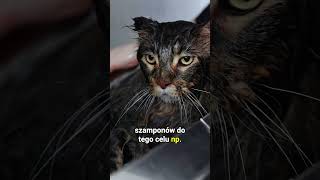 Kąpiel kota - kiedy to konieczne? #kapiemykota #kapielkota #myciekota #kot #koty #kotki #zdrowykot