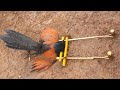 Making amazing trap to catch the greater coucal bird
