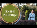 Живая изгородь. Какое растение выбрать для живой изгороди. Уход и стрижка живой изгороди.