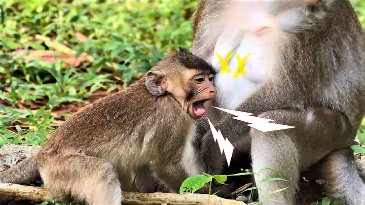 Terrible Hungry Milk, Baby monkey Belvin is Steali...