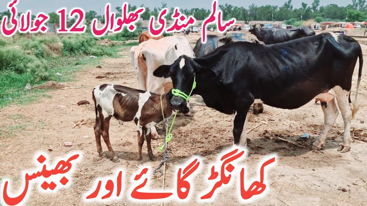 Khanger Cow And Buffalo Friesian Cross | Salem Mandi Bhalwal || Mandi Star