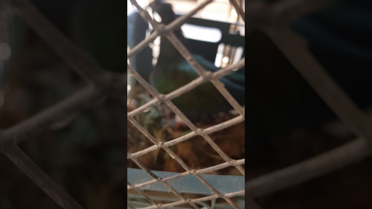 Nicobar pigeon on eggs 