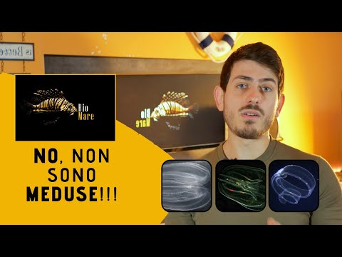 NO, NON SONO MEDUSE!! - GLI CTENOFORI (NOCE DI MARE) - BIOMARE #11- SUB H2O