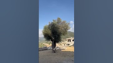 القارئ : محمد صديق المنشاوي / سورة مريم #quranexplorer #اكسبلور #اجر #explore #quran #quran