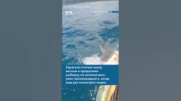 Нападение акулы