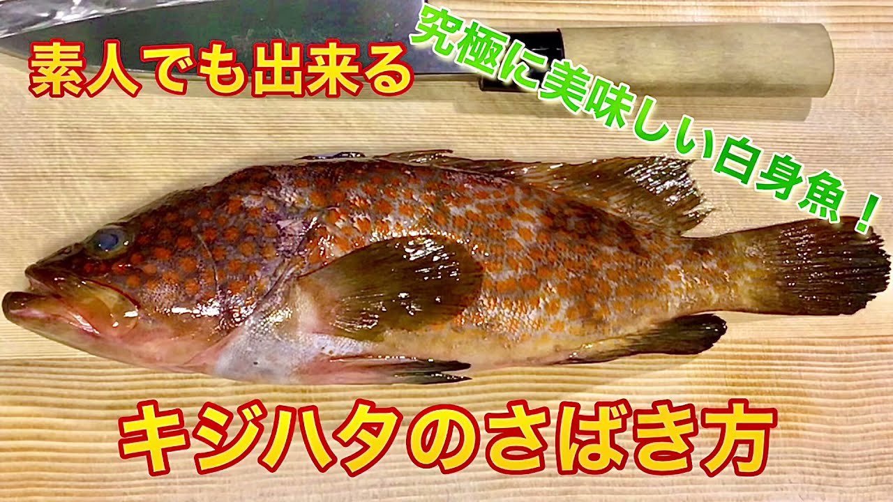 閲覧注意 寄生虫 素人でも出来るキジハタ アコウ のさばき方 刺身 姿造り Youtube