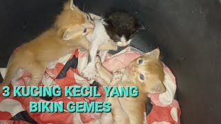 3 Kucing kecil yang bikin gemes ‼️