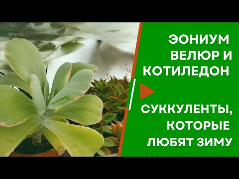 Котиледон и эониум велюр  Суккуленты, которые любят прохладу