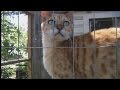South Carolina lawmakers outlawing the purchase, selling or ownership of exotic pets South Carolina lawmakers outlawing the purchase, selling or ownership of exotic pets