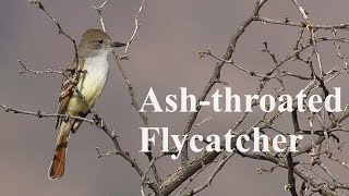 Ash-throated Flycatcher (Song, Calls, Behavior) [No Narration] by Absorbed In Nature 55 views 2 days ago 4 minutes, 48 seconds