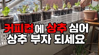 (50대 1인가구 vlog) 커피컵에 상추심어 맘껏 먹어봐요/좁은 공간 다이소 바구니 활용해서 상추심기