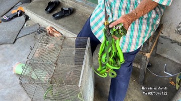 Bán rắn lục đuôi đỏ cho khách cần mua chữa bệnh đầu năm mới 2023 sdt 0375043122