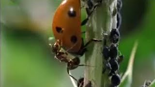 Crazy Ant Farmers | Weird Nature | BBC Studios